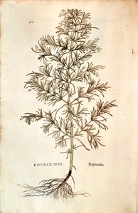 Rosmarin (Rosmarinus officinalis) von Leonhard Fuchs