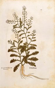 Hirtentäschel - Capsella bursa-pastoris (Pastoria bursa) von Leonhart Fuchs aus De historia stirpium commentarii insignes (Bemerkenswerte Kommentare zur Geschichte der Pflanzen), kolorierter Stich von Leonhard Fuchs