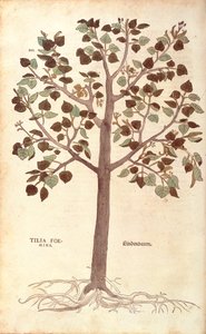 Kleinblättrige Linde - Tilia cordata (Tilia foemina) von Leonhart Fuchs aus De historia stirpium commentarii insignes (Bemerkenswerte Kommentare zur Geschichte der Pflanzen), kolorierter Stich von Leonhard Fuchs