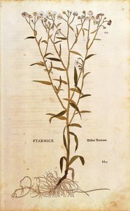 Bertramsgarbe - Achillea ptarmica von Leonhart Fuchs aus De historia stirpium commentarii insignes, kolorierte Gravur von Leonhard Fuchs