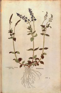 Ehrenpreis von Leonhart Fuchs aus De historia stirpium commentarii insignes, kolorierte Gravur