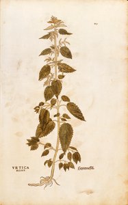 Große Brennnessel - Urtica dioica von Leonhart Fuchs aus De historia stirpium commentarii insignes, kolorierte Gravur