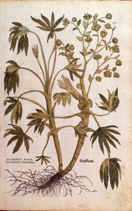 Stinkende Nieswurz von Leonhart Fuchs aus De historia stirpium commentarii insignes, kolorierte Gravur