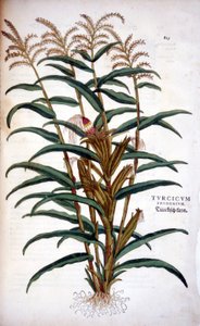 Der Mais - in „De Historia Stirpium commentarii insignia“ von Leonhart Fuchs von Leonhard Fuchs