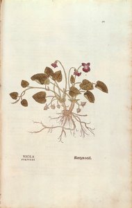 Veilchen von Leonhart Fuchs aus De historia stirpium commentarii insignes, kolorierte Gravur von Leonhard Fuchs