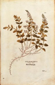 Mauer-Gamander - Teucrium chamaedrys von Leonhart Fuchs aus De historia stirpium commentarii insignes, kolorierte Gravur von Leonhard Fuchs