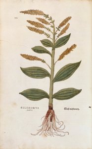 Weiße Nieswurz - Veratrum album von Leonhart Fuchs aus De historia stirpium commentarii insignes, kolorierte Gravur von Leonhard Fuchs
