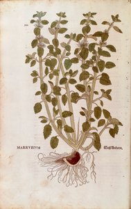 Weißer Andorn (Marrubium vulgare) von Leonhart Fuchs aus De historia stirpium commentarii insignes (Bemerkenswerte Kommentare zur Geschichte der Pflanzen), kolorierter Stich von Leonhard Fuchs