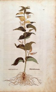 Weiße Schwalbenwurz - Cynanchum vincetoxicum (Asclepias) von Leonhart Fuchs aus De historia stirpium commentarii insignes (Bemerkenswerte Kommentare zur Geschichte der Pflanzen), kolorierte Gravur von Leonhard Fuchs