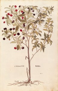 Vogelkirsche - Prunus avium von Leonhart Fuchs aus De historia stirpium commentarii insignes, kolorierte Gravur