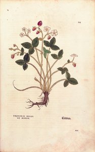 Wald-Erdbeere - Fragaria vesca (Fragaria maior et minor) von Leonhart Fuchs aus De historia stirpium commentarii insignes (Bemerkenswerte Kommentare zur Geschichte der Pflanzen), kolorierte Gravur von Leonhard Fuchs
