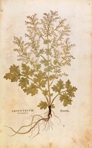 Wermut - Artemisia absinthium von Leonhart Fuchs aus De historia stirpium commentarii insignes, kolorierte Gravur
