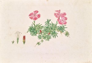 Alpen-Nelke (Dianthus alpinus) von Leopold von Stoll