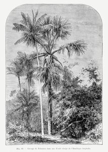 Vintage Palmenzeichnung Iv von Les Palmiers Histoire Iconographique
