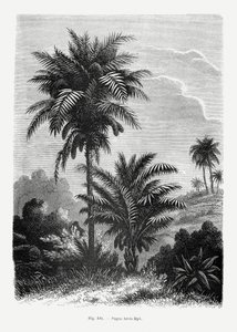 Vintage Palmenzeichnung V von Les Palmiers Histoire Iconographique