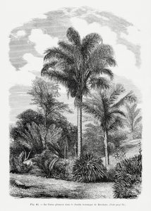 Vintage Palmenzeichnung Vi von Les Palmiers Histoire Iconographique