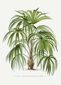 Xxiv Acanthorhiza Aculeata von Les Palmiers Histoire Iconographique