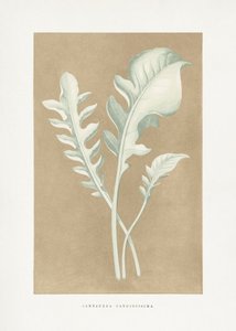 Centaurea Candidissima Blatt Illustration