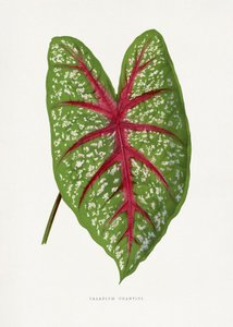 Grünes Caladium Chantini Blatt Illustration