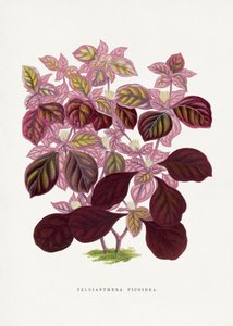 Illustration des Rosa Teleianthera Ficoidea Blattes von Les Plantes a Feuillage Colore