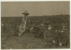 Der 5-jährige Willie Hesse pflückt 15 Pfund Baumwolle pro Tag auf der 80 Hektar großen Farm seiner Eltern in der Nähe von West, Texas, 1913 von Lewis Wickes Hine