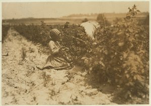 Ein sechsjähriges polnisches Mädchen, das den ganzen Tag mit ihrer Familie Beeren pflückt (Scholtz) in Rock Creek bei Baltimore, Maryland, 1909