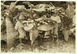 Amos 6 und Horace 4 wurmen und saugen Tabakspflanzen den ganzen Tag für ihren Vater John Neal in Warren County, Albaton, Kentucky, 1916 von Lewis Wickes Hine