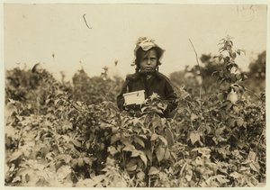 Annie Bissie pflückt Beeren auf den Feldern bei Baltimore, Maryland, 1909 von Lewis Wickes Hine