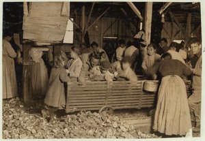 Bill May, 5 Jahre alt, der 15 Cent pro Tag verdient, in der Schälhalle der Barataria Canning Company, Biloxi, Mississippi, 1911 von Lewis Wickes Hine
