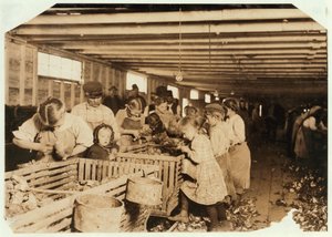 Rosy, 8 Jahre alt, arbeitet 14 Stunden am Tag als Austernöffnerin in der Dunbar Cannery, Louisiana, 1911