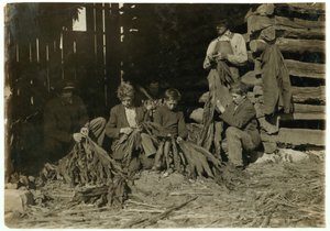 Söhne von J.H. Burch im Alter von 12, 14 und 17 Jahren, die während der Schulzeit Tabak in Warren County, Rockfield, Kentucky, 1916, entblättern von Lewis Wickes Hine