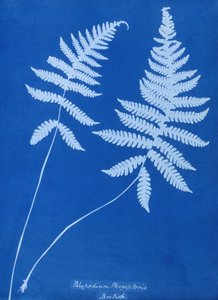 Cyanotypie von Polypodium phegopteris von Unbekannt Unbekannt