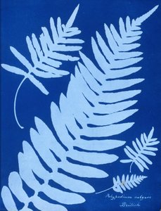 Cyanotypie von Polypodium vulgare von Unbekannt Unbekannt