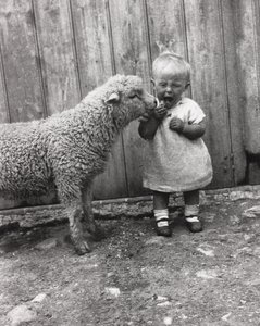 Lamm interessiert sich für den Snack eines kleinen Kindes, ca. 1930er
