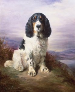 Royal, ein dreifarbiger arbeitender Springer Spaniel