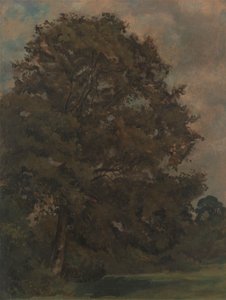 Studie einer Esche von Lionel Constable