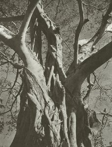 Banyanbaum von Lionel Wendt