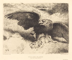 Ein Adler stürzt sich auf einen Hasen
