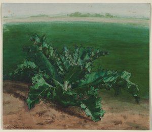 Studie einer Pflanze, möglicherweise Distel