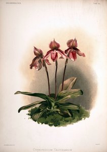 Cypripedium × tautzianum Kultivar = (Paphiopedilum barbatum × Paphiopedilum niveum) von London H. Sotheran and Co.