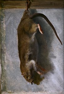 Studie einer toten Ratte von Lorens Frolich