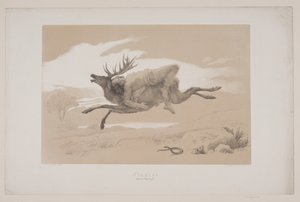Die Flucht, S. 11, Illustration zu Christian Winthers "Hjortens Flugt" von Lorenz Frølich