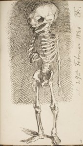Skizze eines stehenden Skeletts von Lorenz Frølich