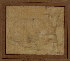 Studie eines Lamms von Lorenzo di Credi
