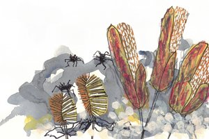Botanische Banksia-Spinnen von Lori Ann Folz