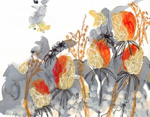 Orange Banksia mit Spinnen