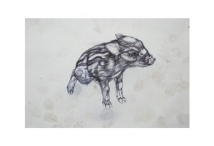 Kleines Schwein, 2015
