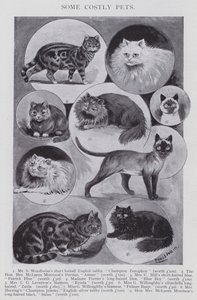 Einige kostspielige Haustiere (Lithografie) von Louis (after) Wain