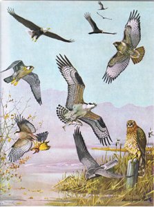 Weißkopfseeadler, Schildkrötengeier, Östlicher Rotschwanzbussard, Wanderfalke, Amerikanischer Fischadler, Sumpfbussard