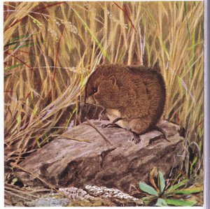 Feldmaus oder Wühlmaus, immer wachsam, beobachtet seine Autobahn durch einen verworrenen Wald aus Gras
